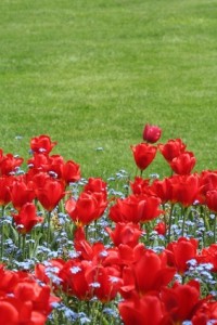 lawn and tulips